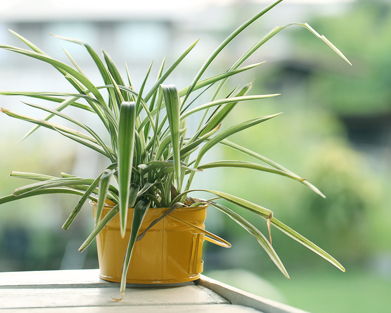 Garden home