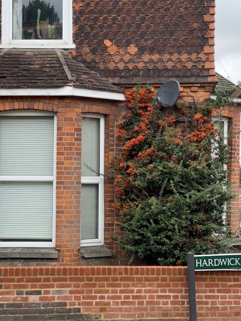 A brick residential building with two large windows fitted with white blinds, and a smaller vertical window beside a green shrub with dense dark green foliage and clusters of orange-red flowers growin